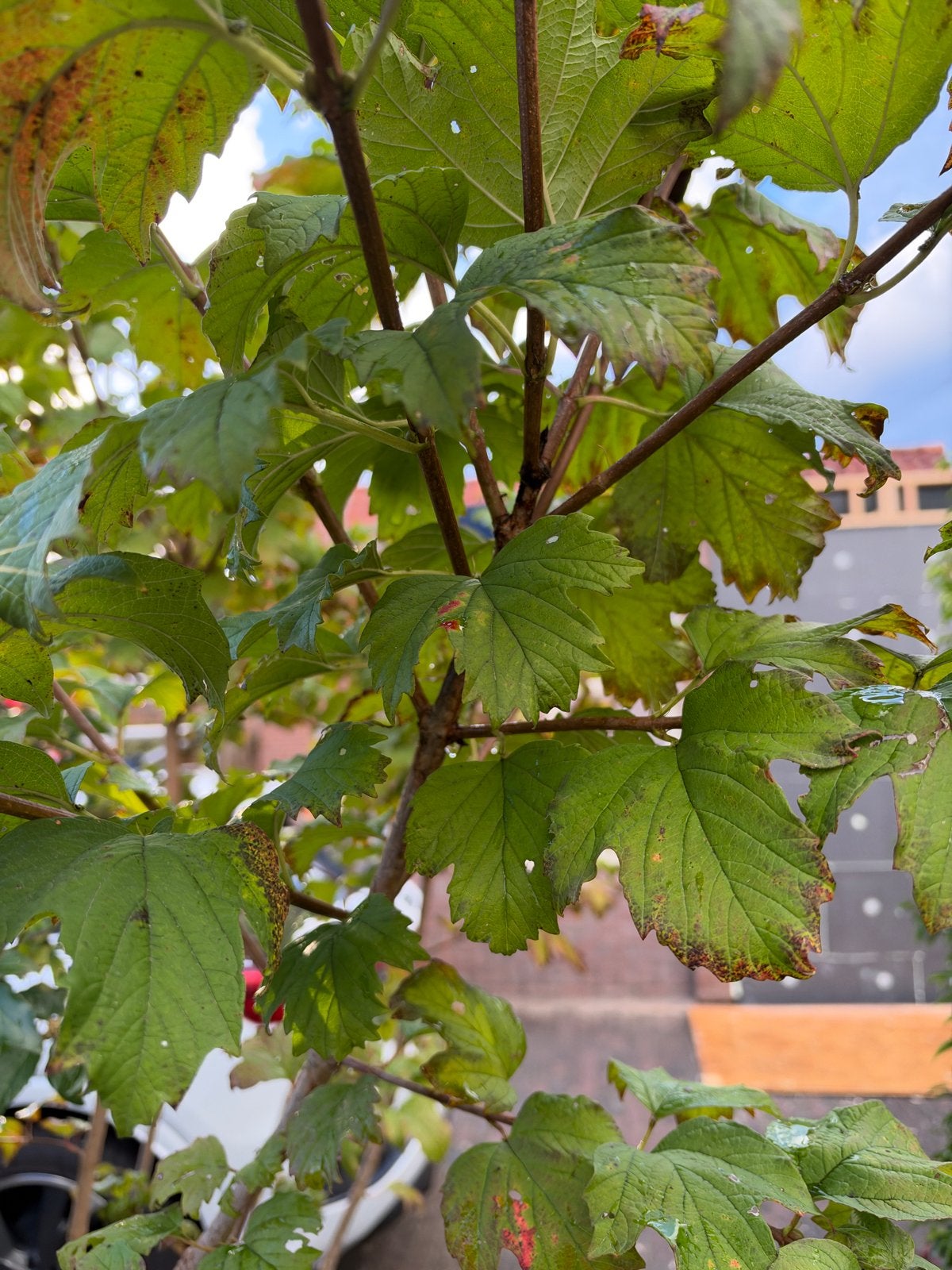 Viburnum opulus (Gelderse Roos) - Jonge plant, Overige soorten, Volle zon, Vaste plant, Ophalen of Verzenden