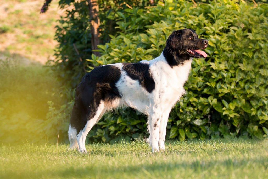Te dekking ras zuivere Friese stabij dekreu, Reu, Parvo, Eén hond, Spaniël