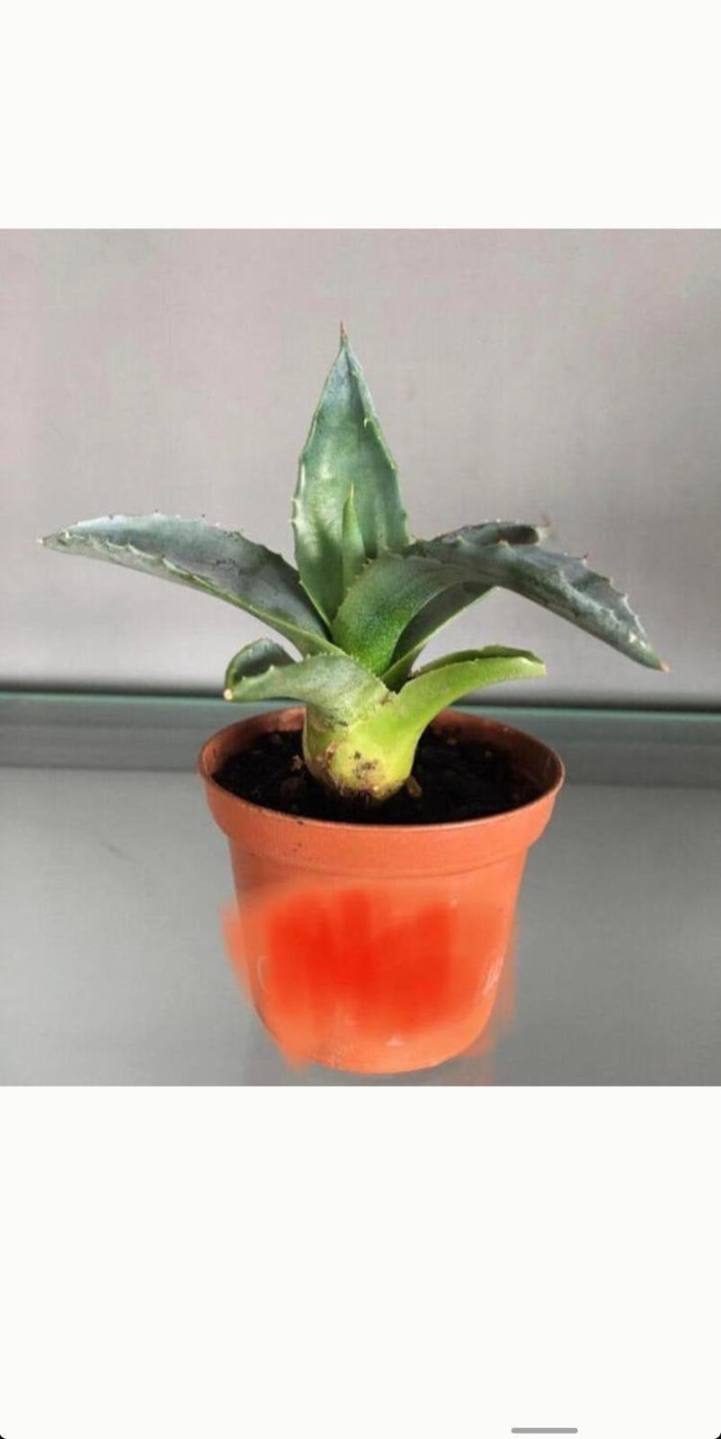 Bio blauw Agave Americana stekken planten 10st, Ophalen of Verzenden, Minder dan 100 cm, In pot, Cactus