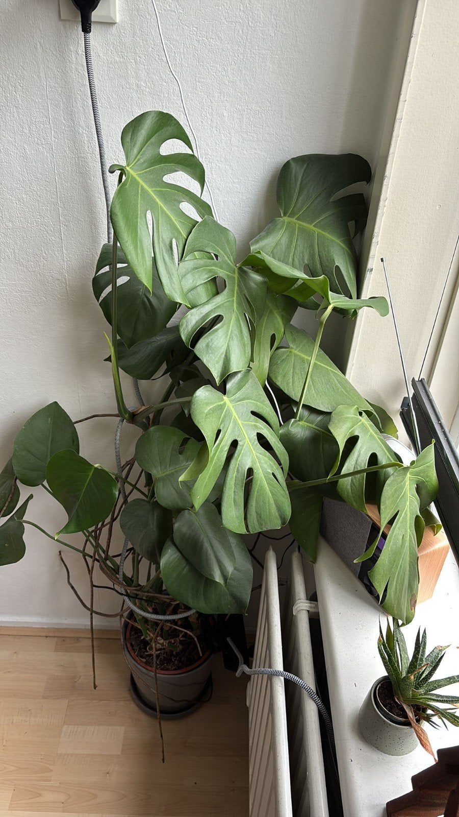 Twee Monstera planten inclusief potten, Huis en Inrichting, Kamerplanten, Ophalen, Vetplant, 100 tot 150 cm, Halfschaduw