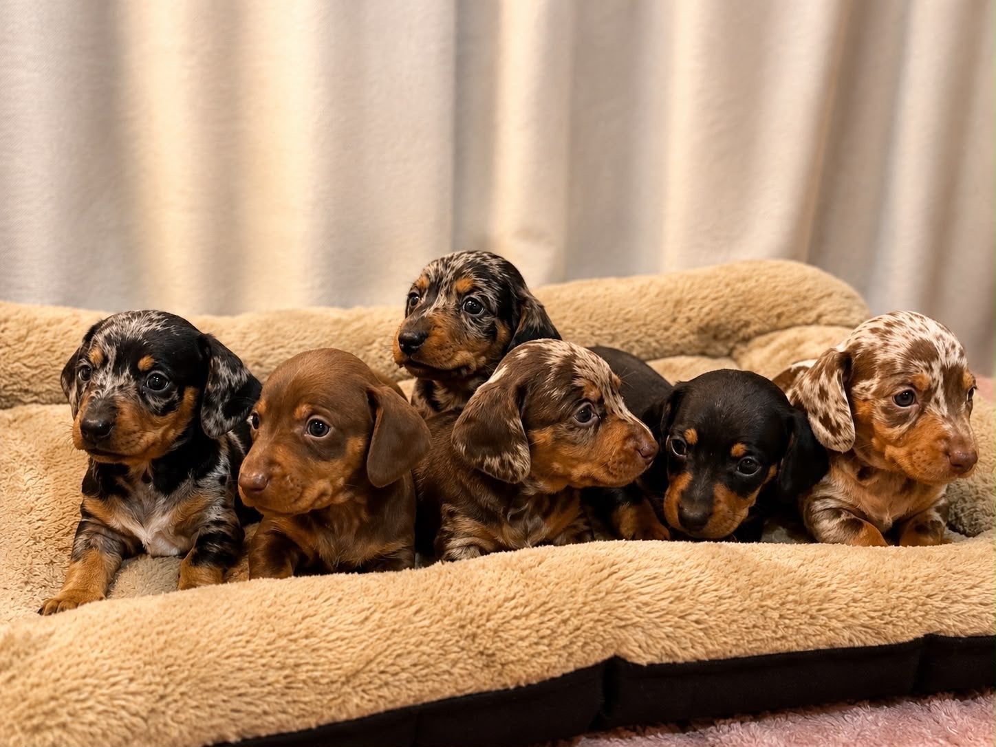 Schittend nestje teckel pups, 8 tot 15 weken, Korthaar, Dwerg, Parvo