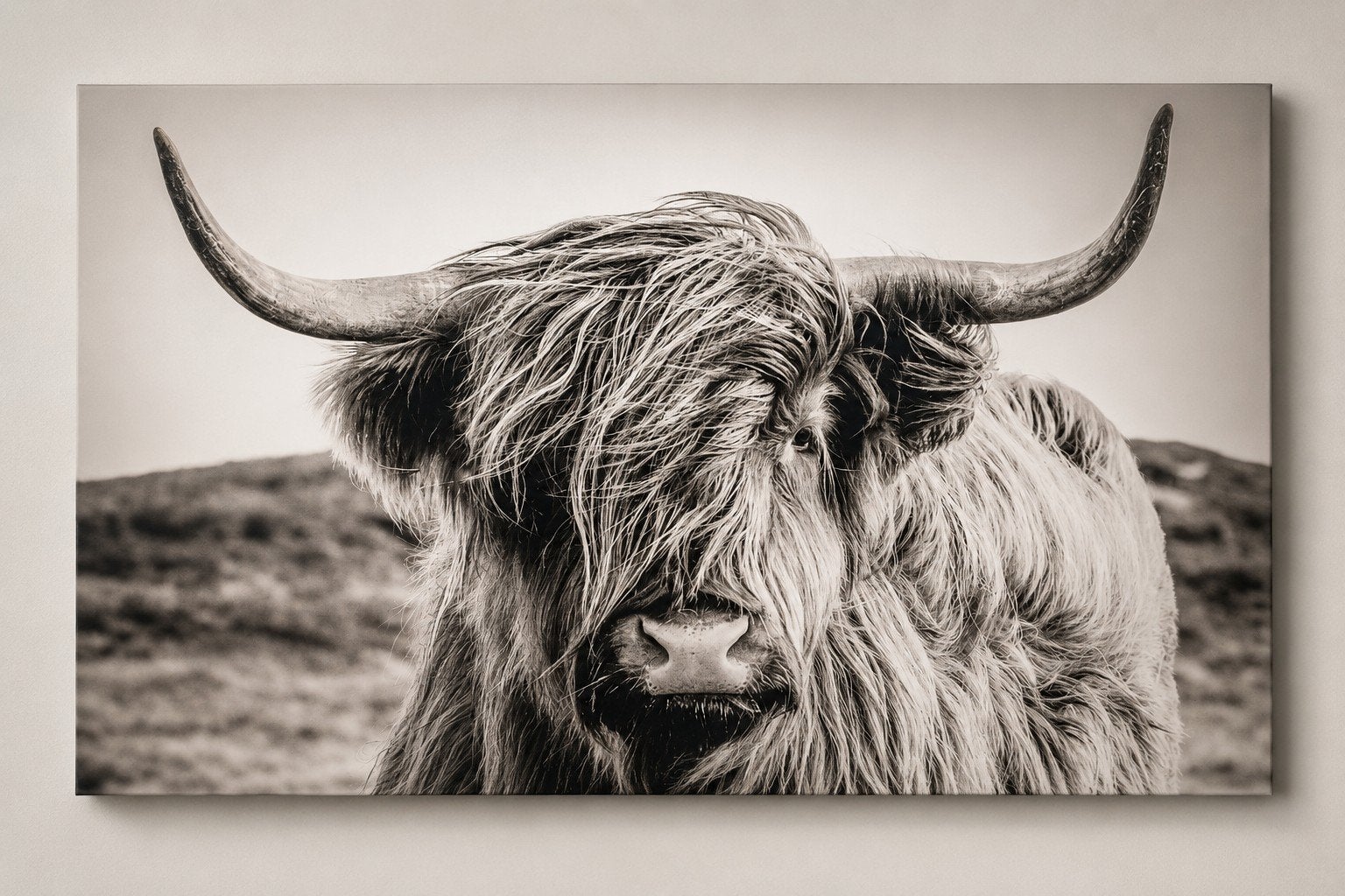 Grote canvas Schotse Hooglander – 180 x 100 cm, Ophalen, Zo goed als nieuw, 125 cm of meer, Schilderij