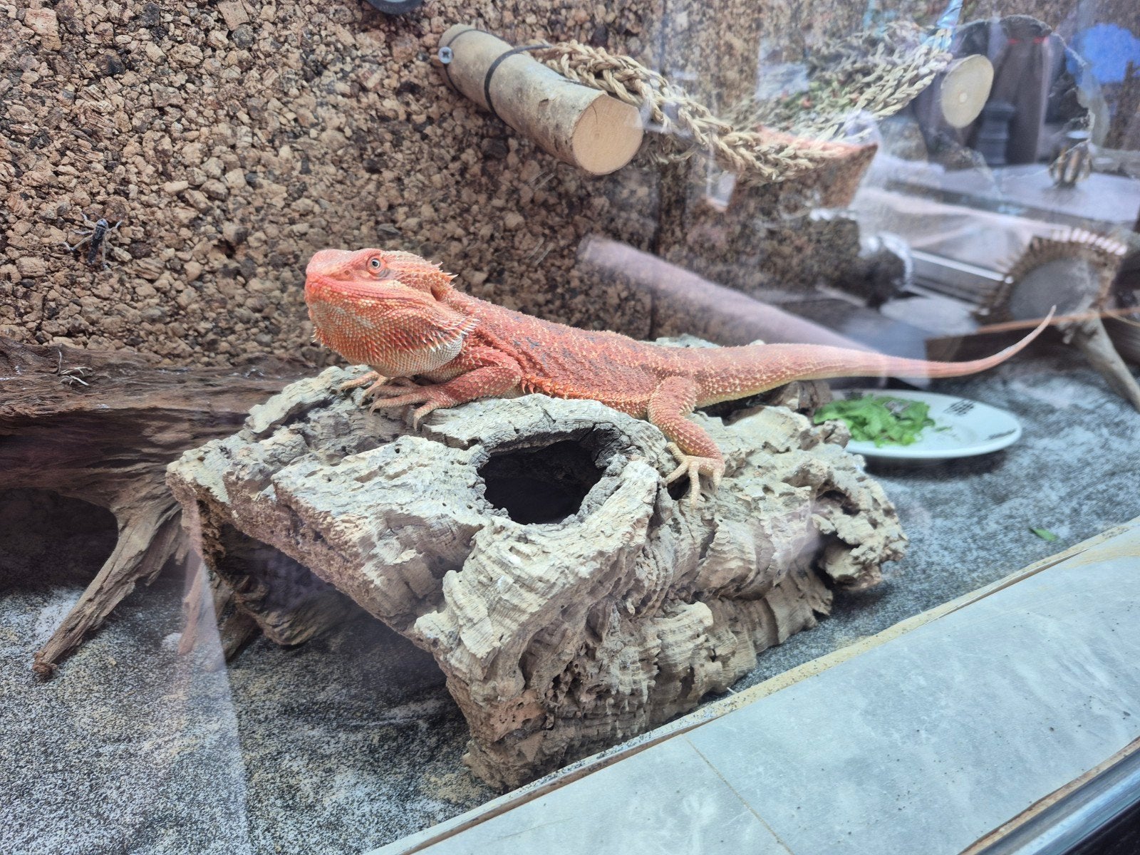 baardagaam rood 7 maanen man incl groot terrarium Bearded Dragon photo 3