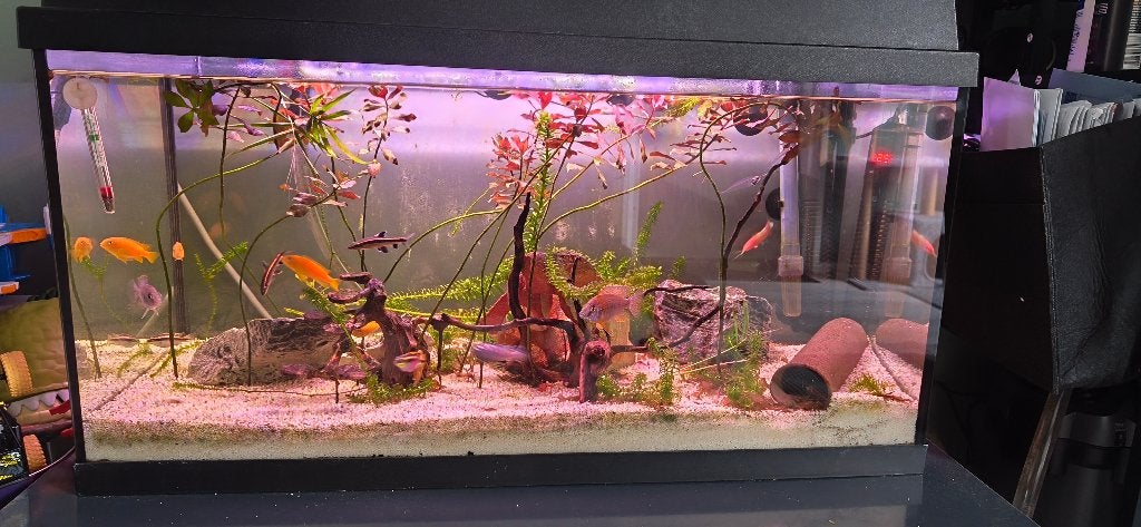 Aquarium Juwel, Ophalen, Inclusief vissen, Juwel, Gevuld zoetwateraquarium