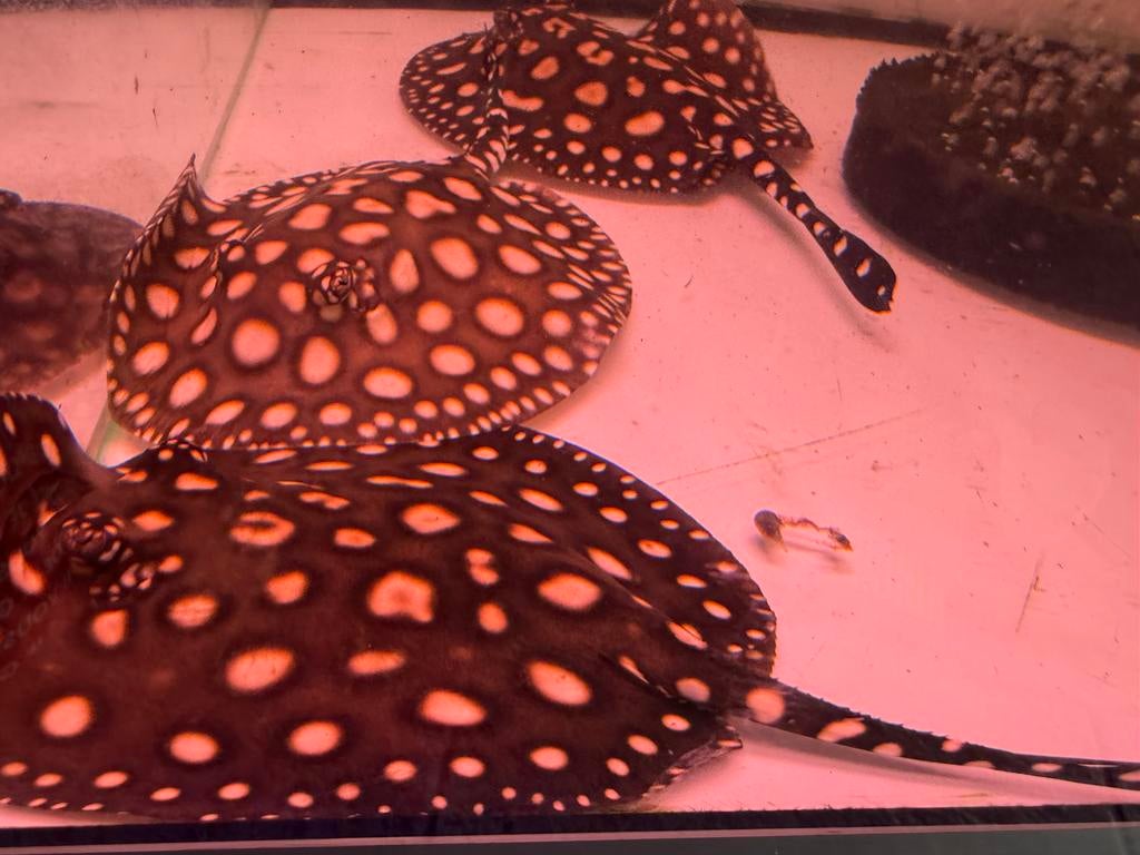 potamotrygon daimond x henlei pups ( koppel), Vis, Zoetwatervis