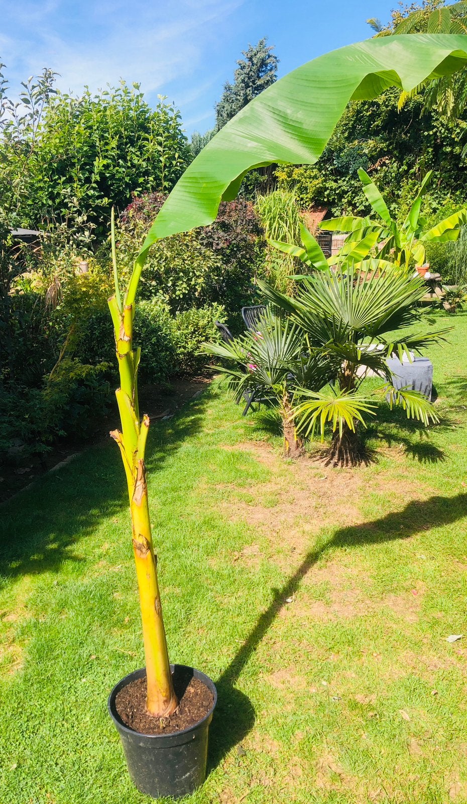 Winterharde bananenplanten, Ophalen of Verzenden, Overige soorten, Volle zon
