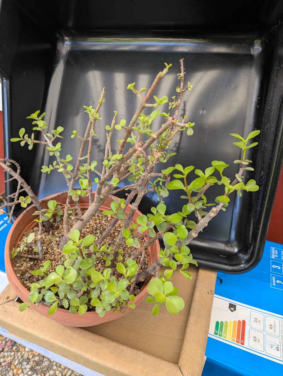 Portulacaria Afra pre-bonsai met dikke stammen, Tuin en Terras, Ophalen of Verzenden