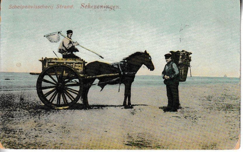 SCHEVENINGEN - STRNAD / SCHELPENVISSCHERIJ, Ophalen of Verzenden, Voor 1920, Gelopen, Ambachten of Beroep