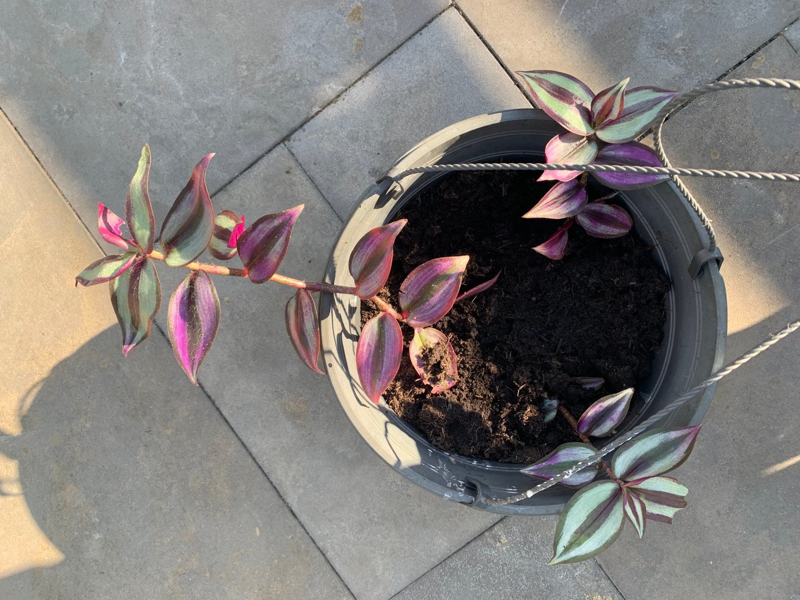 Hangplant, Ophalen of Verzenden