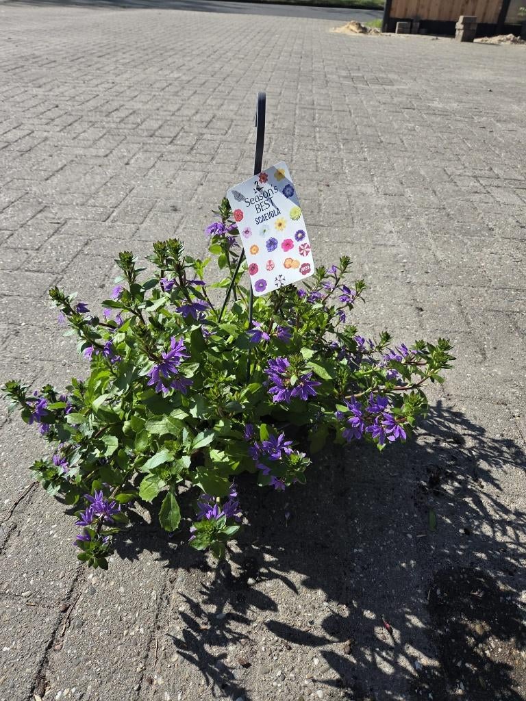 Voorjaar/zomer hangers 1-jarige, Tuin en Terras, Volle zon, Eenjarig, Lente, Ophalen