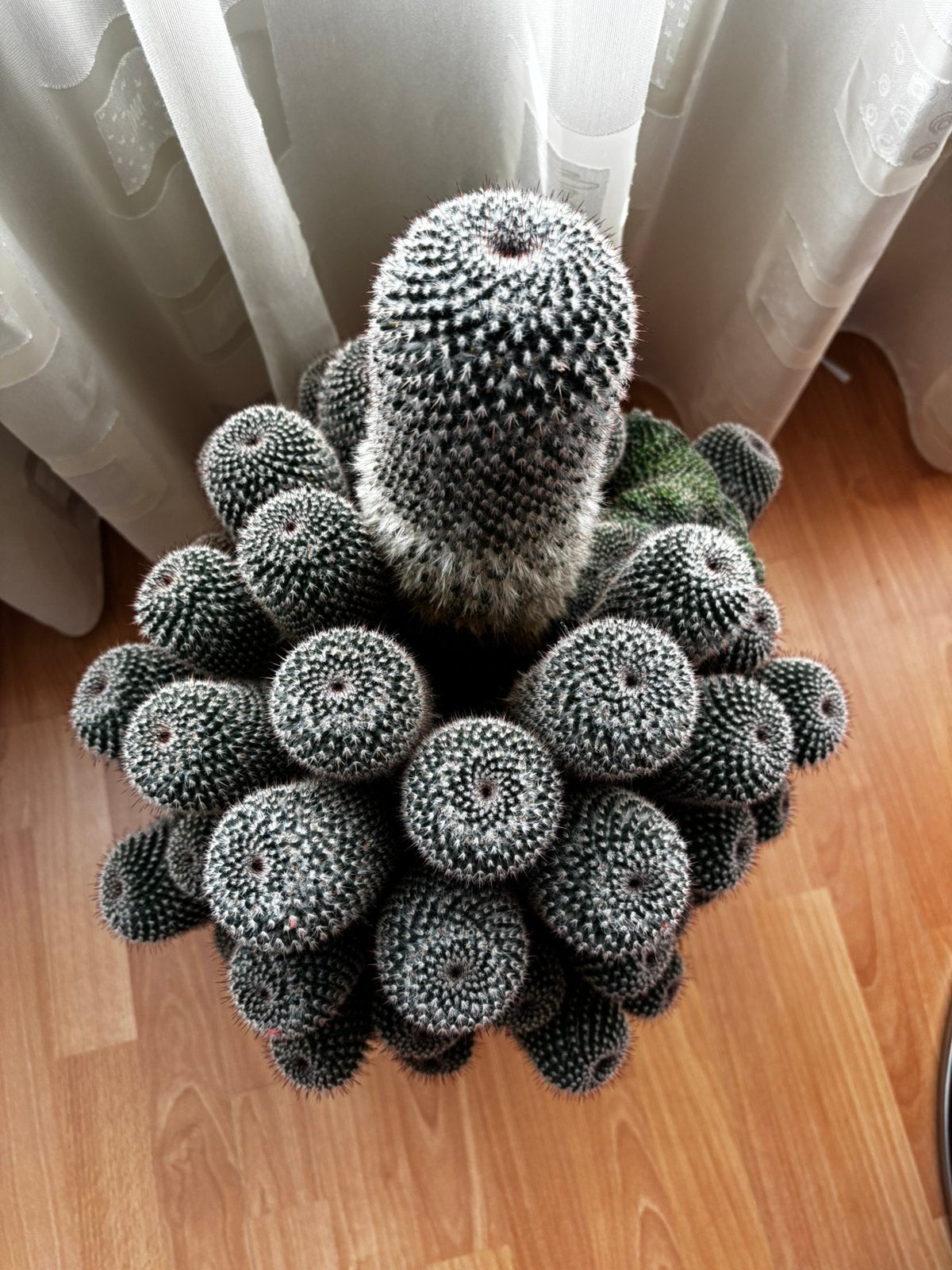 Cactus in pot, Huis en Inrichting, Kamerplanten, Ophalen, Minder dan 100 cm, Volle zon, In pot