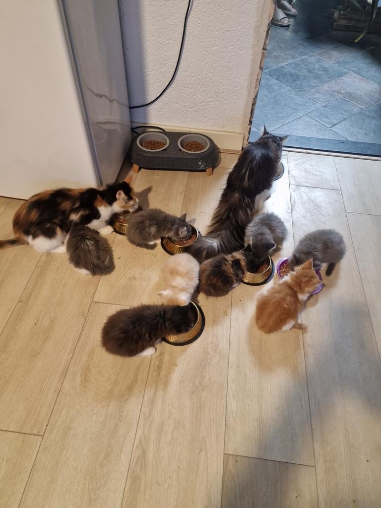 Maine Coons, Meerdere dieren