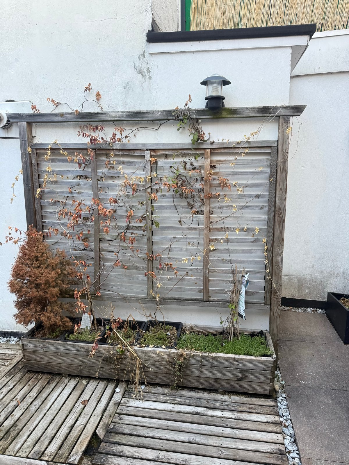 Gratis op te halen plantenbak met klimrek, 180x190 cm, Tuin en Terras, Bloembakken en Plantenbakken, Ophalen, Gebruikt, 100 cm of meer