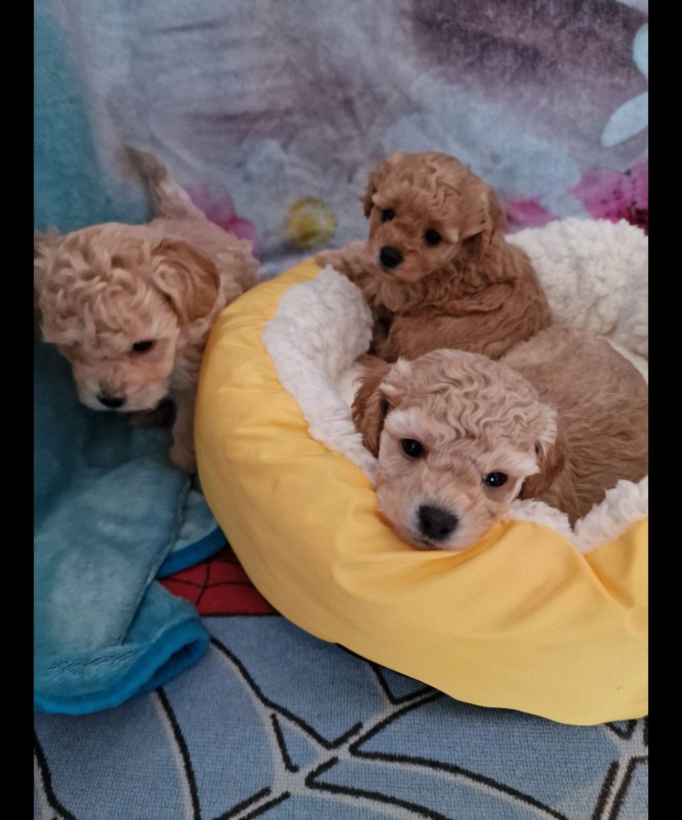 Toypoedel mini toy poedeltjes toy poedel, Dieren en Toebehoren, Honden | Chihuahua's en Gezelschapshonden, Poedel, Parvo, 8 tot 15 weken