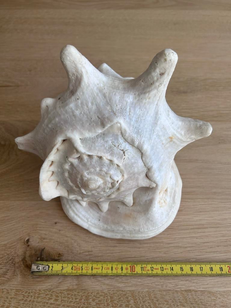 Cassis Cornuta Schelp - Gehoornde Helmschulp, Ophalen, Gebruikt