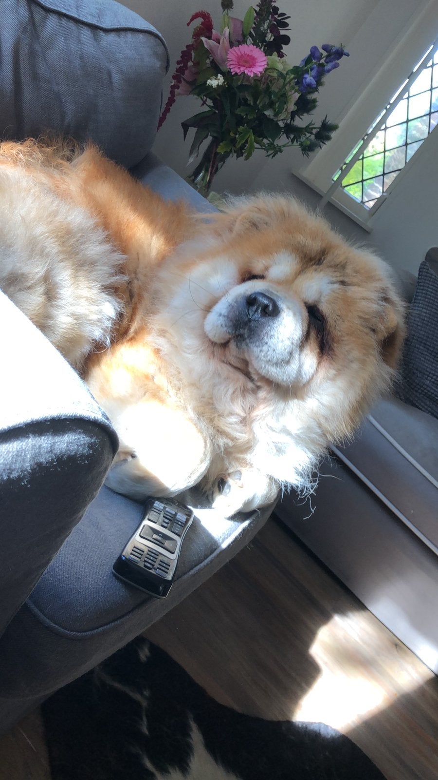 Co-ouder gezocht voor ChowChow, Dieren en Toebehoren, 6 jaar of ouder, Teef, Eén hond, Nederland