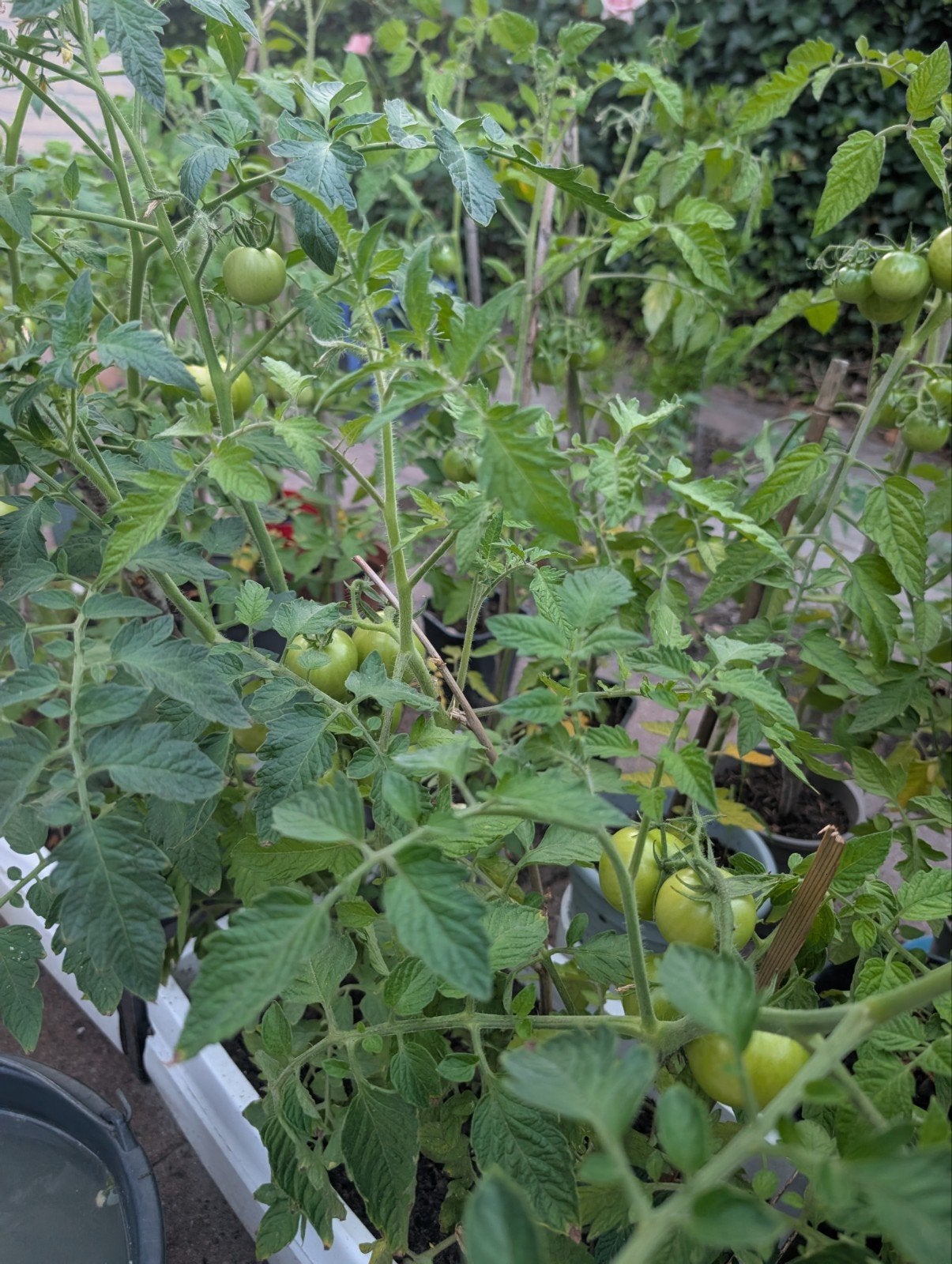 Tomatenplanten te koop - 5 euro per pot, Ophalen