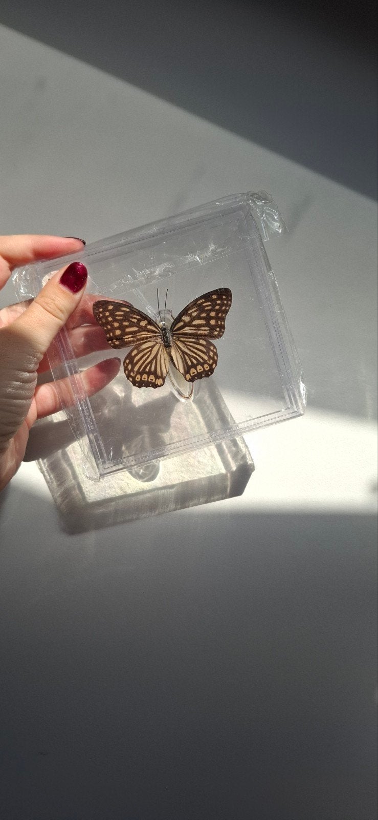 Opgezette vlinder in plexiglas doosje - Decoratie, Ophalen of Verzenden, Zo goed als nieuw, Insect, Opgezet dier