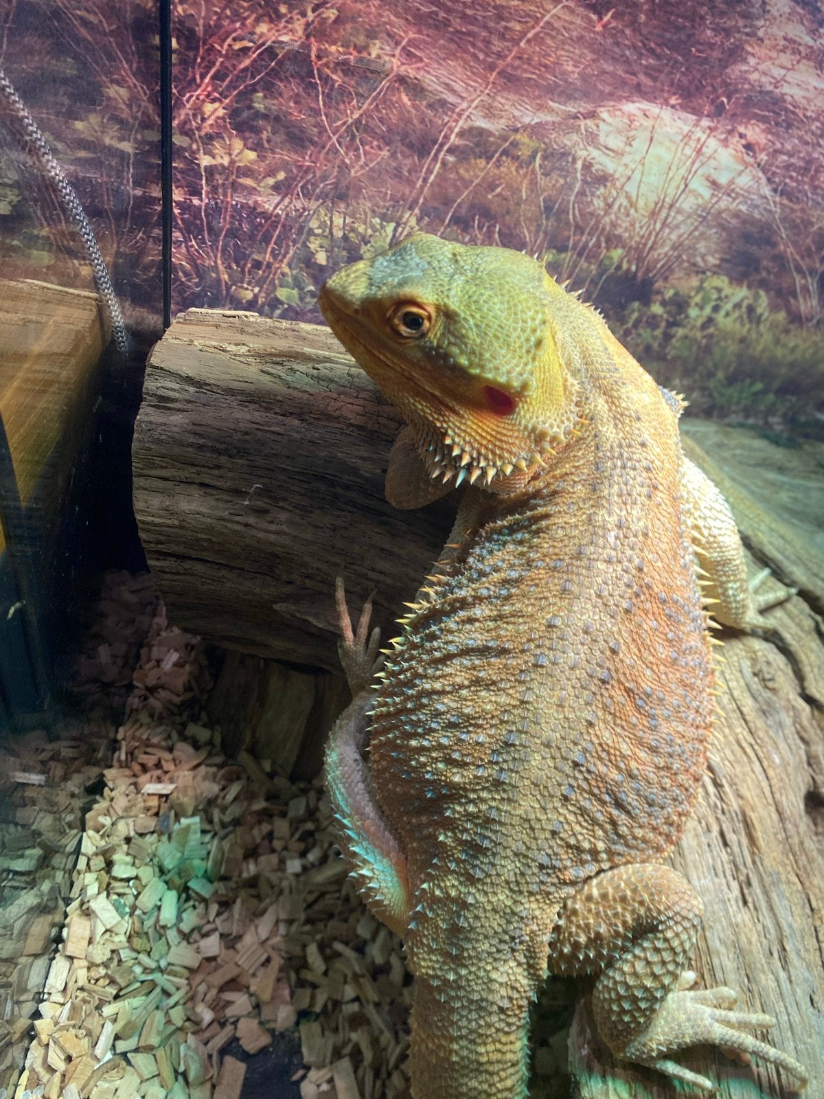 1 jarige baardagaam incl terrarium Bearded Dragon photo 5