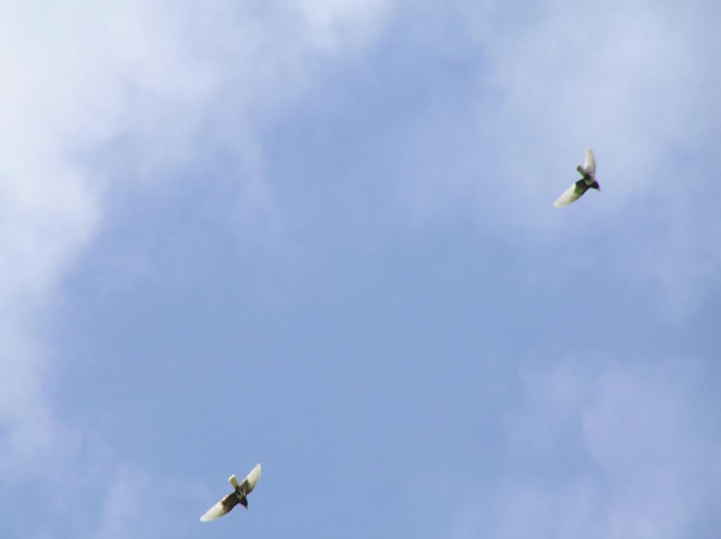 Vliegshow met rollers,  tuimelaars en duikvluchtduiven., Dieren en Toebehoren, Meerdere dieren, Tuimelaar of Roller