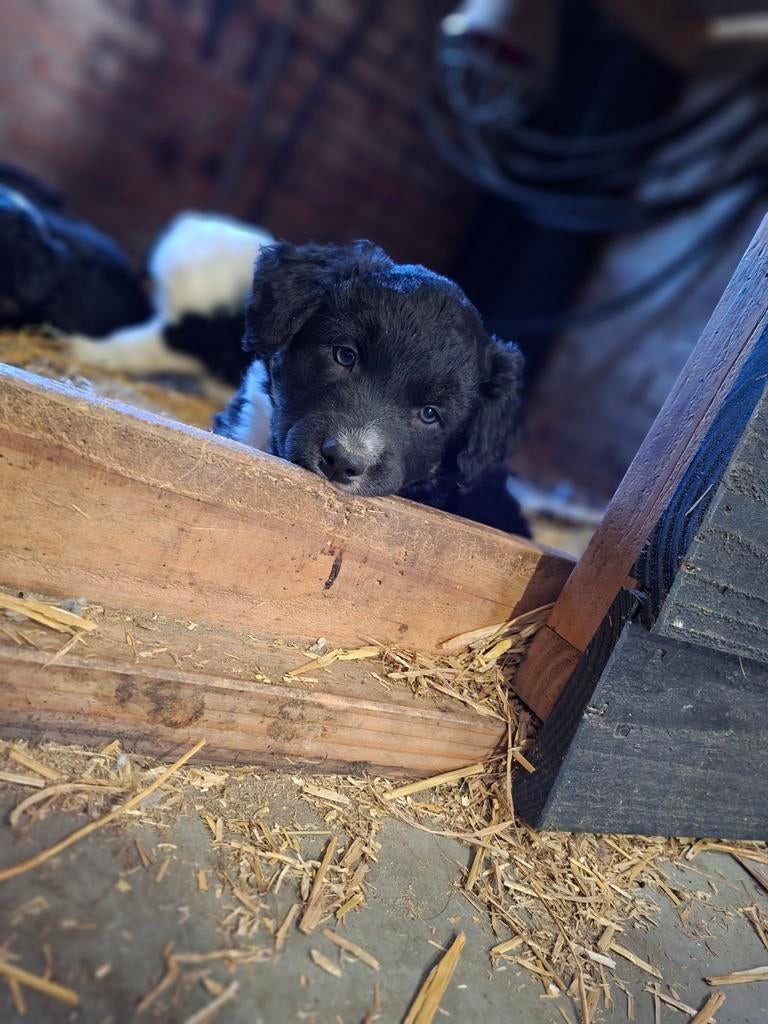 Prachtige Bordercollie x Friese Stabij pup reutje, Dieren en Toebehoren, Parvo, 8 tot 15 weken, Meerdere, Meerdere dieren