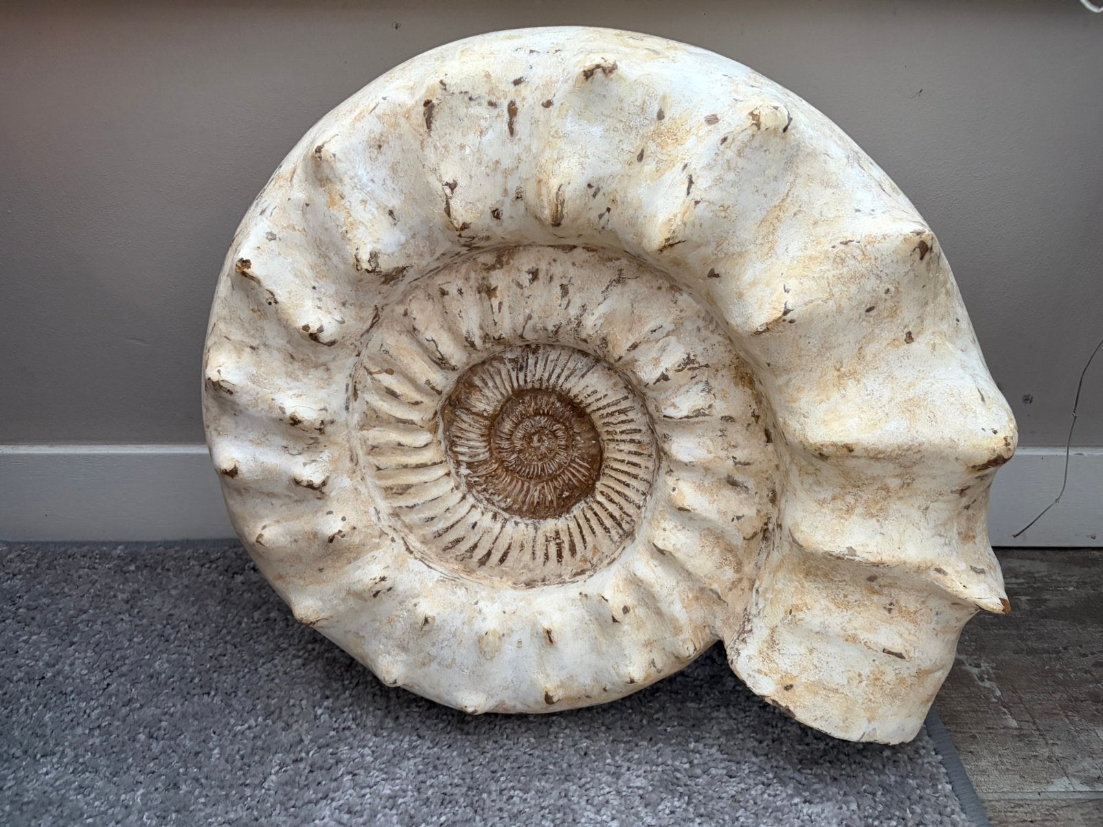 Gigantische ammoniet 50 cm, Verzamelen, Mineralen en Fossielen, Ophalen, Fossiel