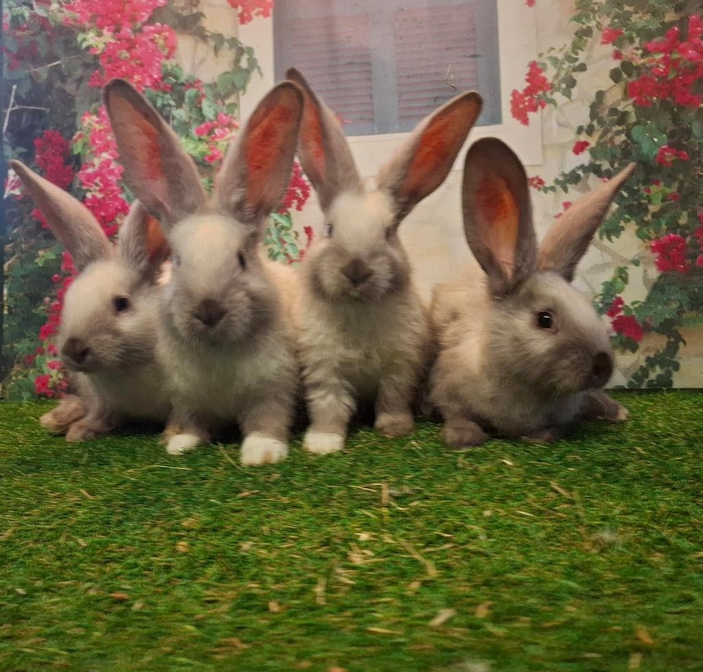 Vlaamse reus baby's in bijzondere Sallander kleur, Dieren en Toebehoren, Konijnen, Meerdere dieren, Groot, 0 tot 2 jaar