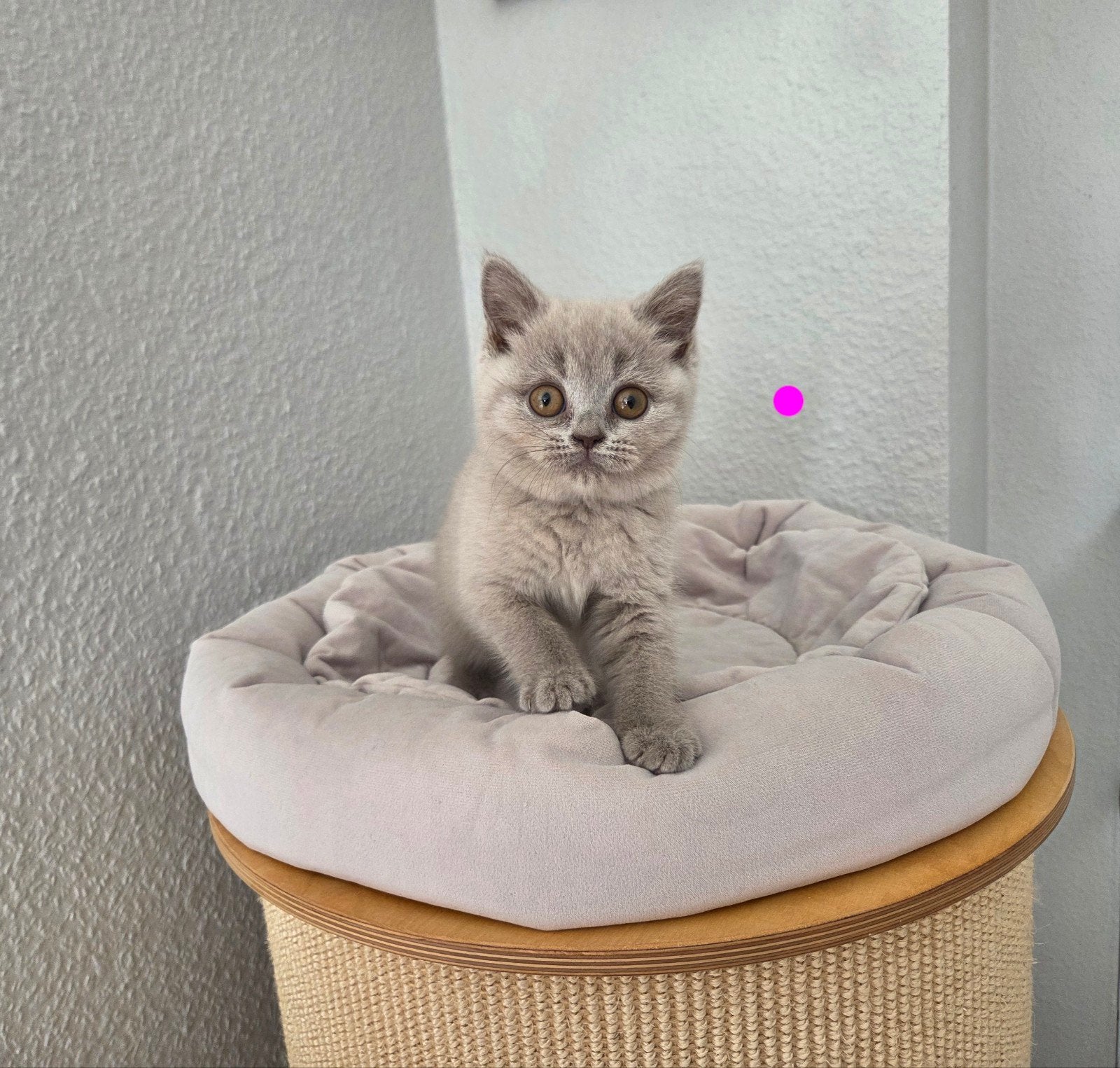 Britse korthaar kittens stamboom lilac blue/white Bicolor, Meerdere dieren, Met stamboom, 0 tot 2 jaar