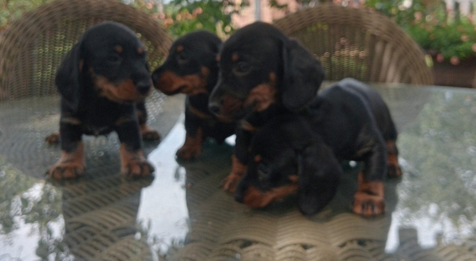 dwerg teckel puppies, Dieren en Toebehoren, Honden | Niet-rashonden, 8 tot 15 weken, Meerdere, Meerdere dieren, Klein