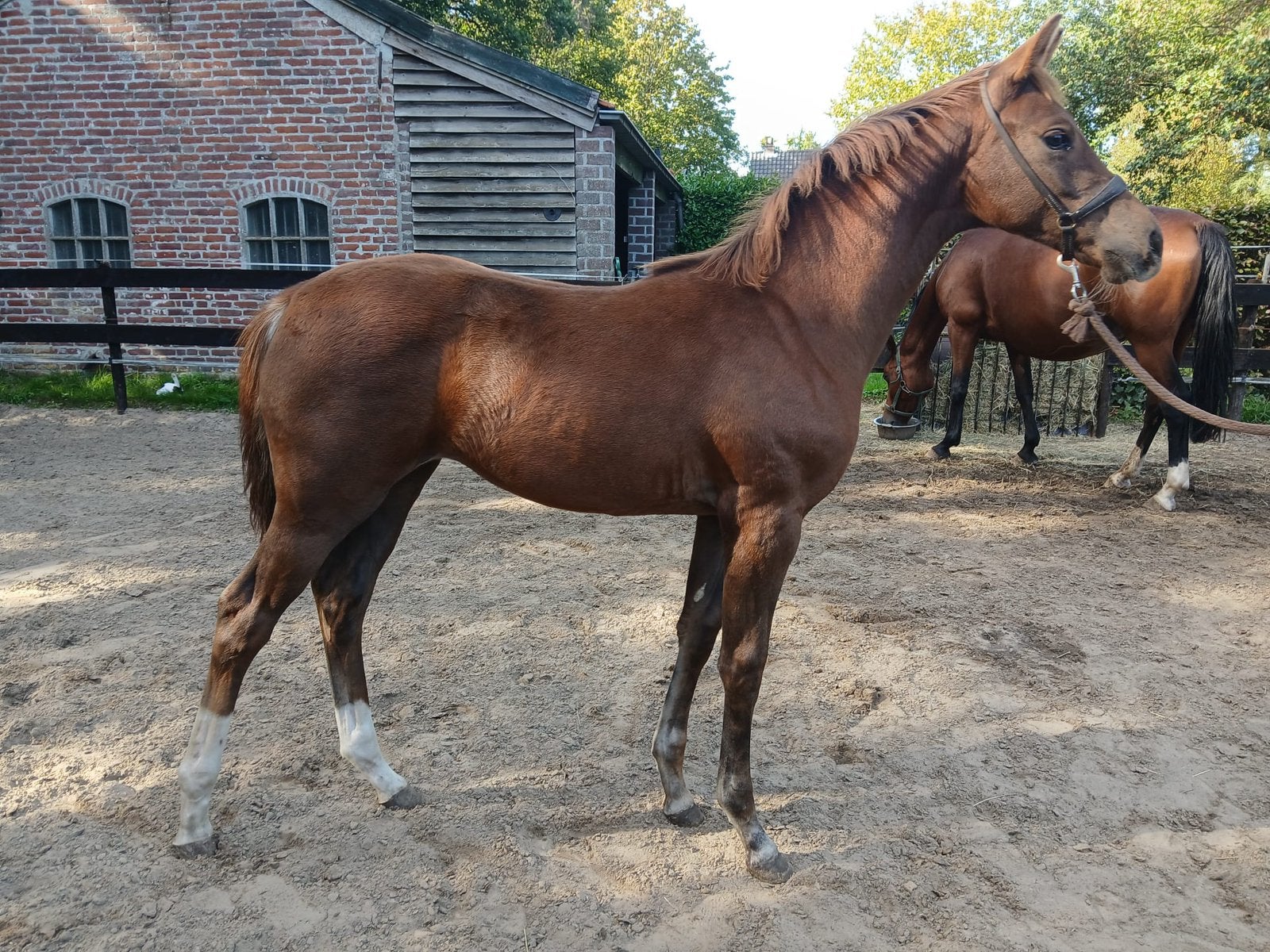 Dressuur Merrie veulen, Merrie, Dressuurpaard, 0 tot 2 jaar