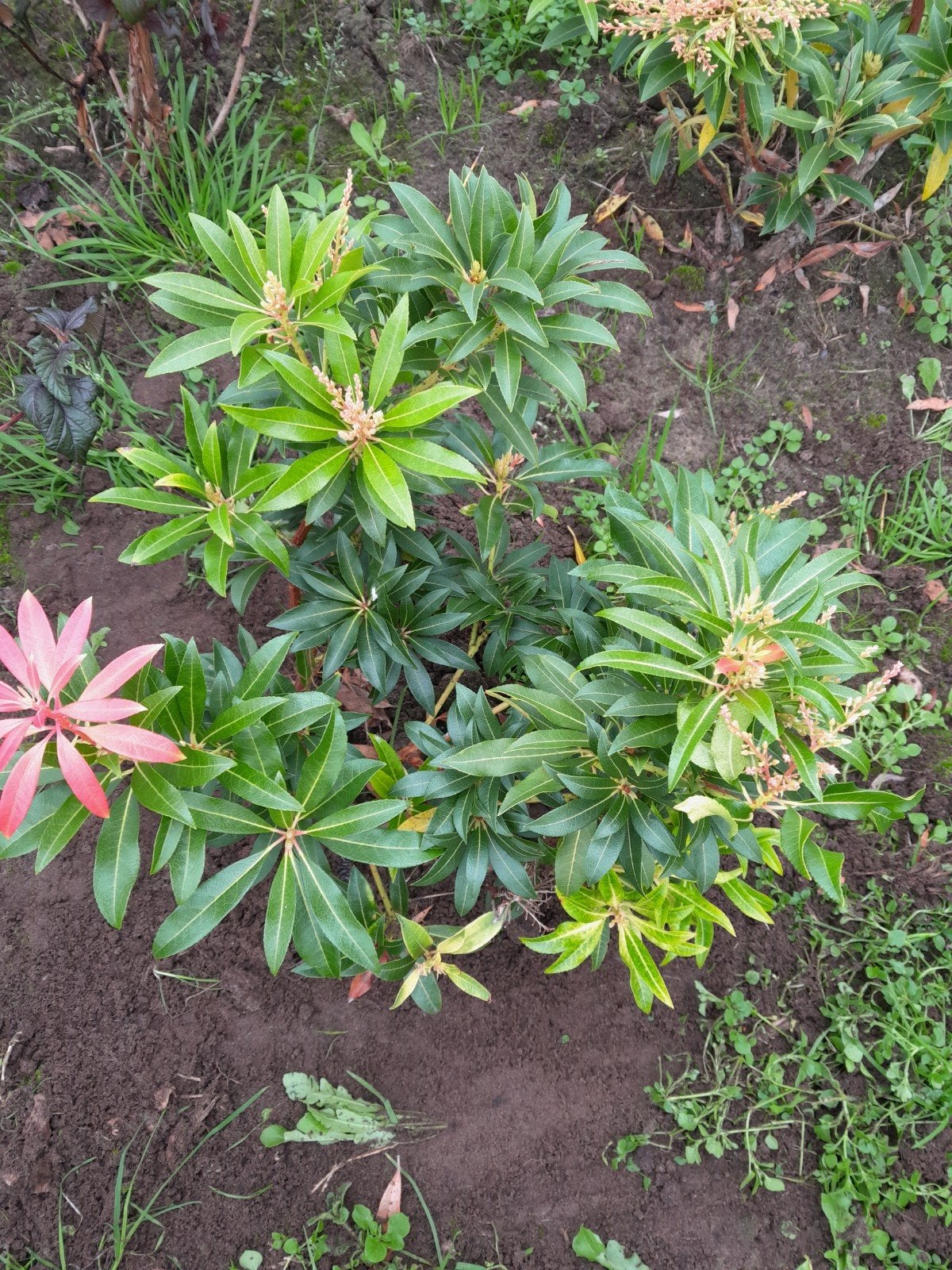 Pieris japonica 'Forest Flame' - Japanse Andromedaboom, Tuin en Terras, Ophalen of Verzenden