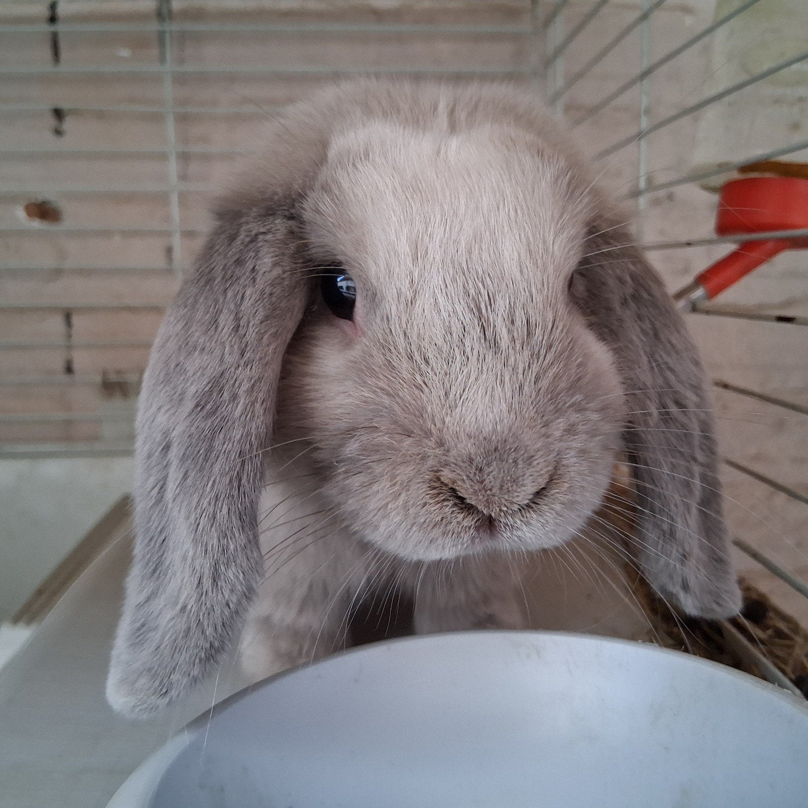 minilop ram, Mannelijk, Dwerg, 0 tot 2 jaar