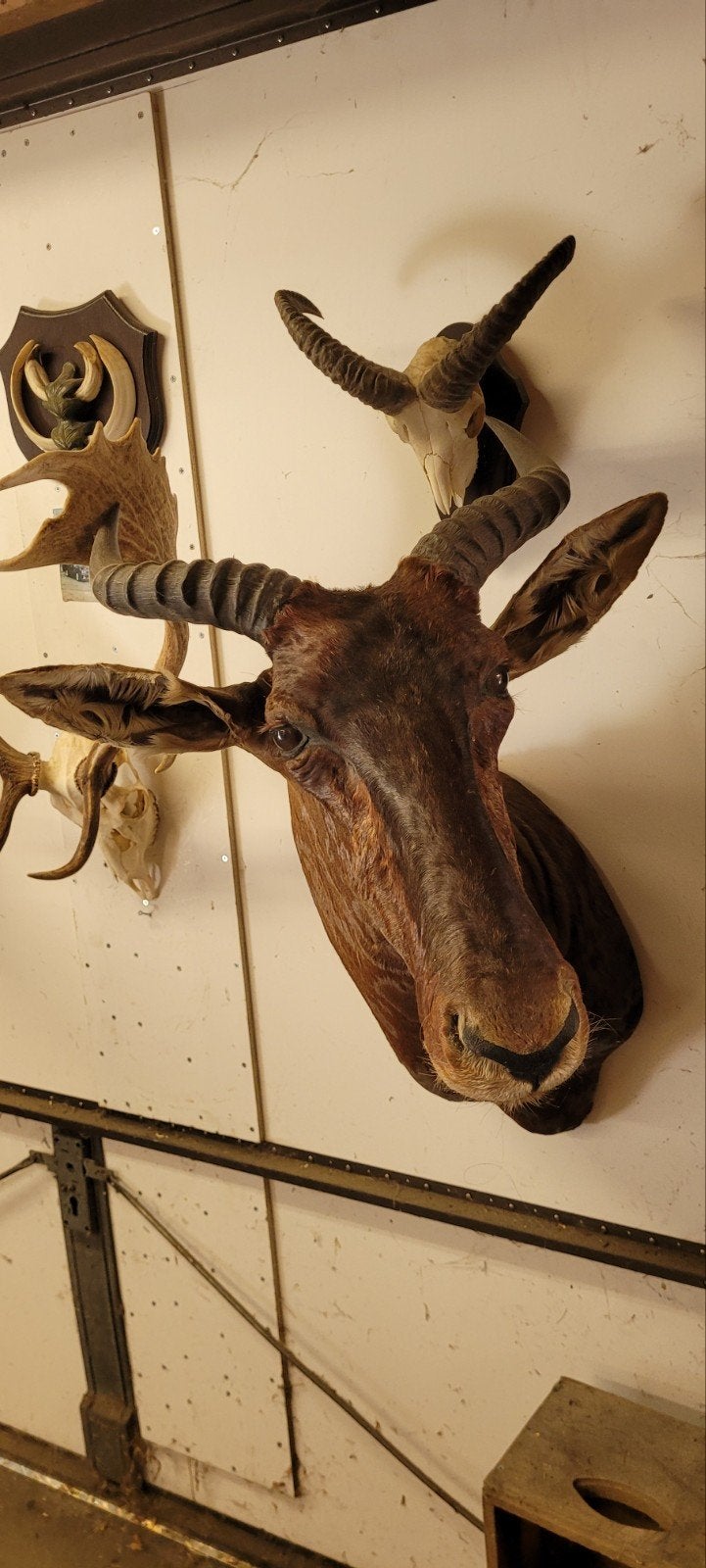 Afrika koppen hoorns opgezette jacht jagen, Ophalen, Gebruikt, Wild dier, Opgezet dier