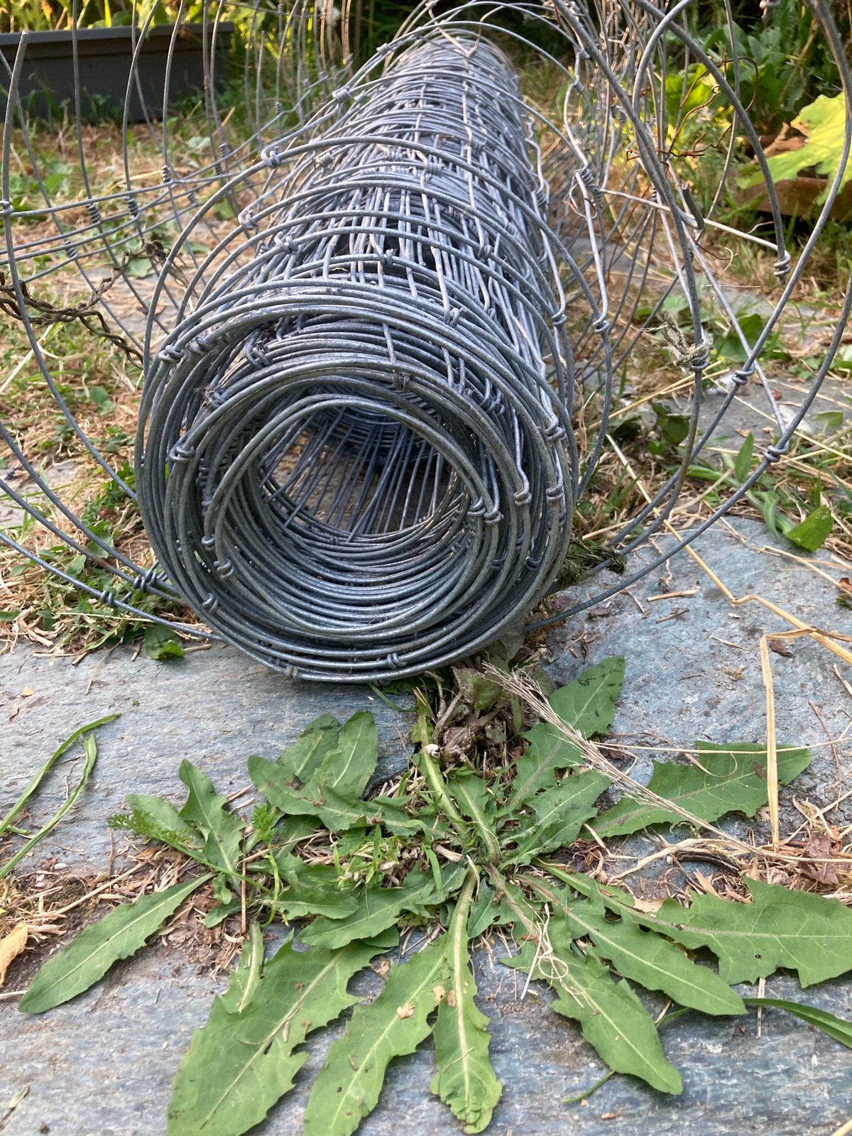 Schapengaas ca 2/3 rol 1 meter hoog, Ophalen, Zo goed als nieuw