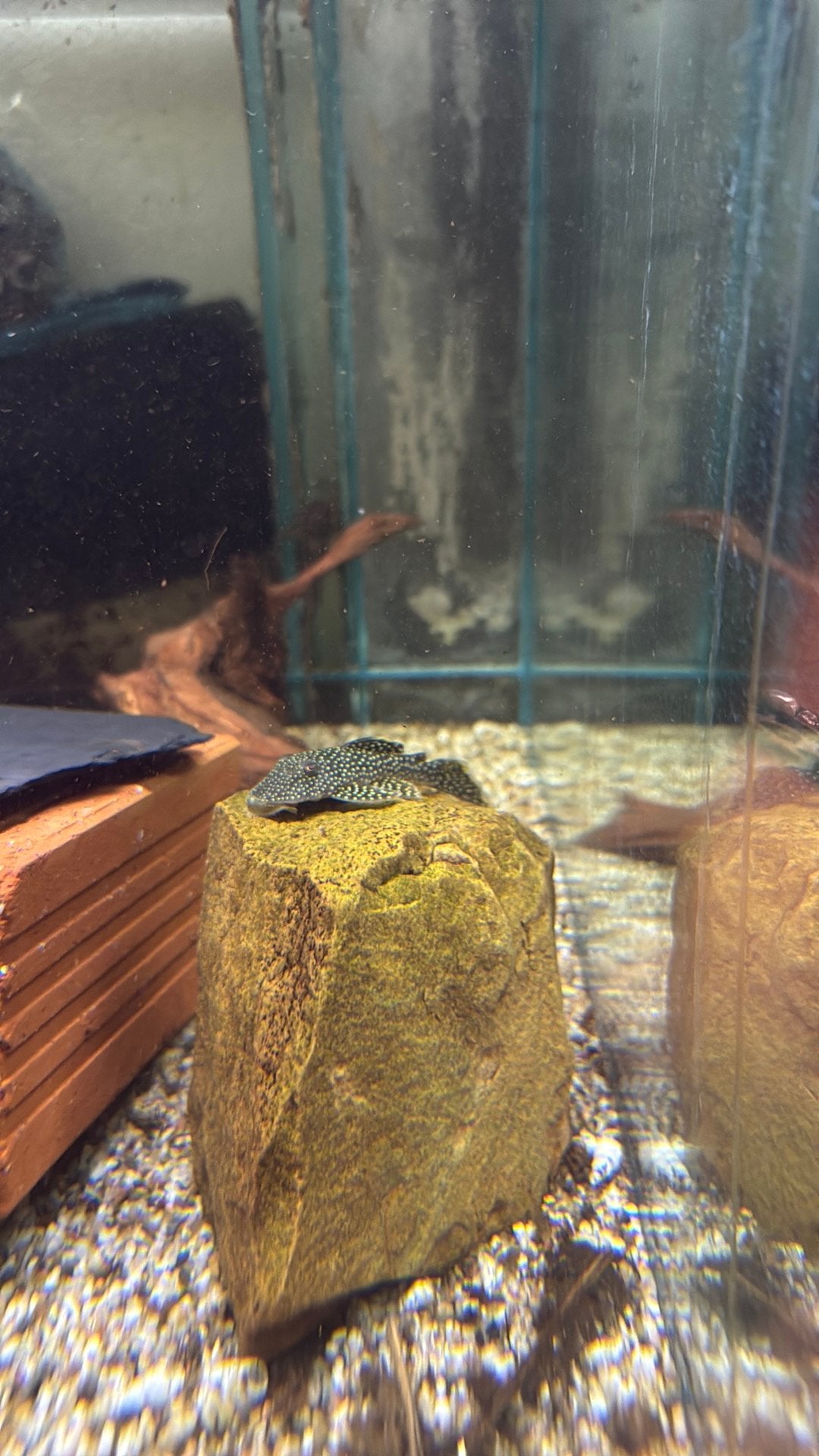 L067 Pseudancistrus Asurini, Vis, Zoetwatervis