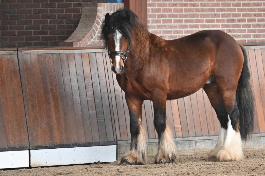Goedgekeurde STER Tinker hengst – 3,5 jaar – Shadow of Bay, Met stamboom, Dressuurpony, Hengst, 3 tot 6 jaar