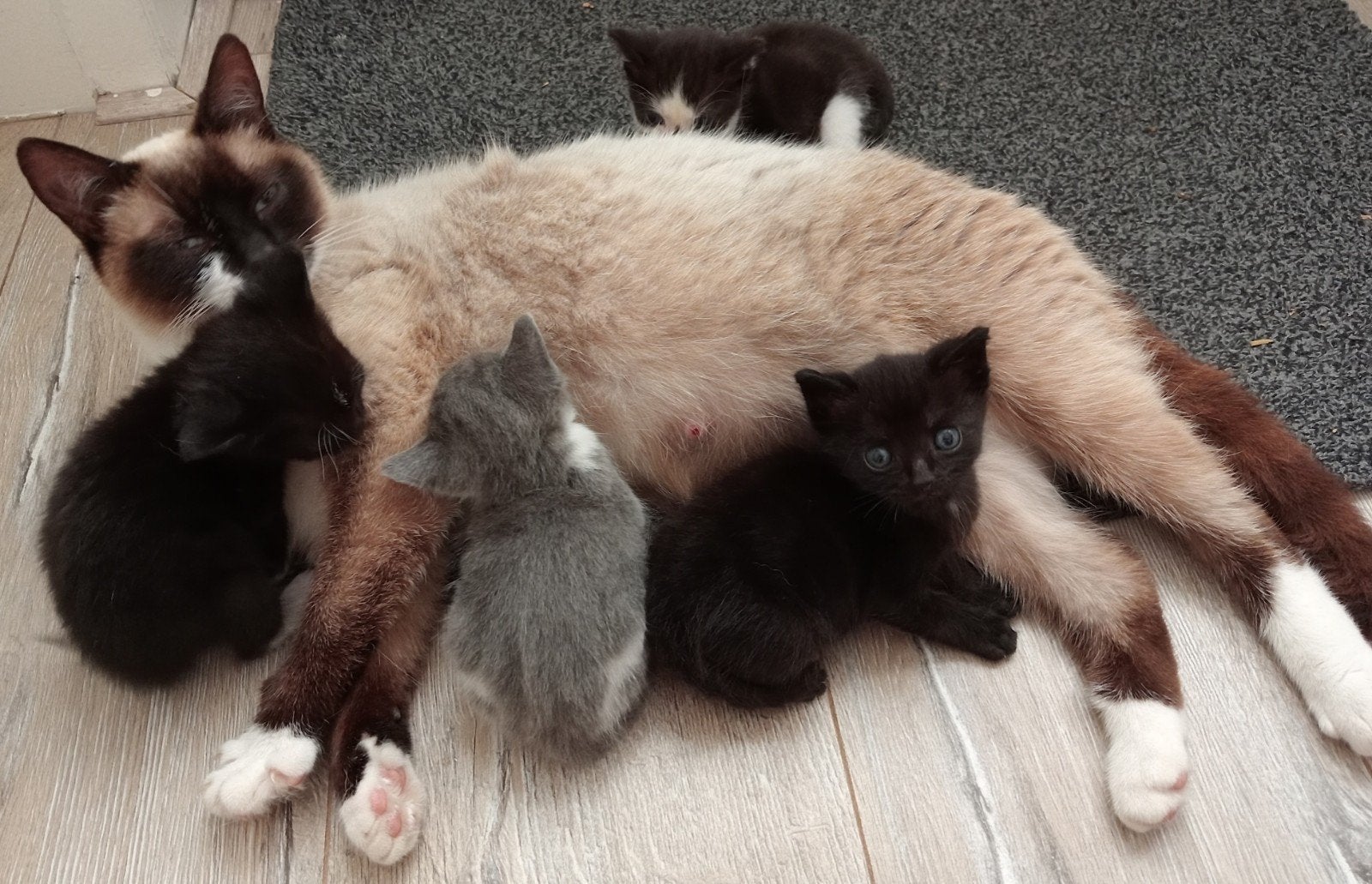 z.s.m. weg nog 1. Leuke unieke kittens vn Siamese moederpoes
