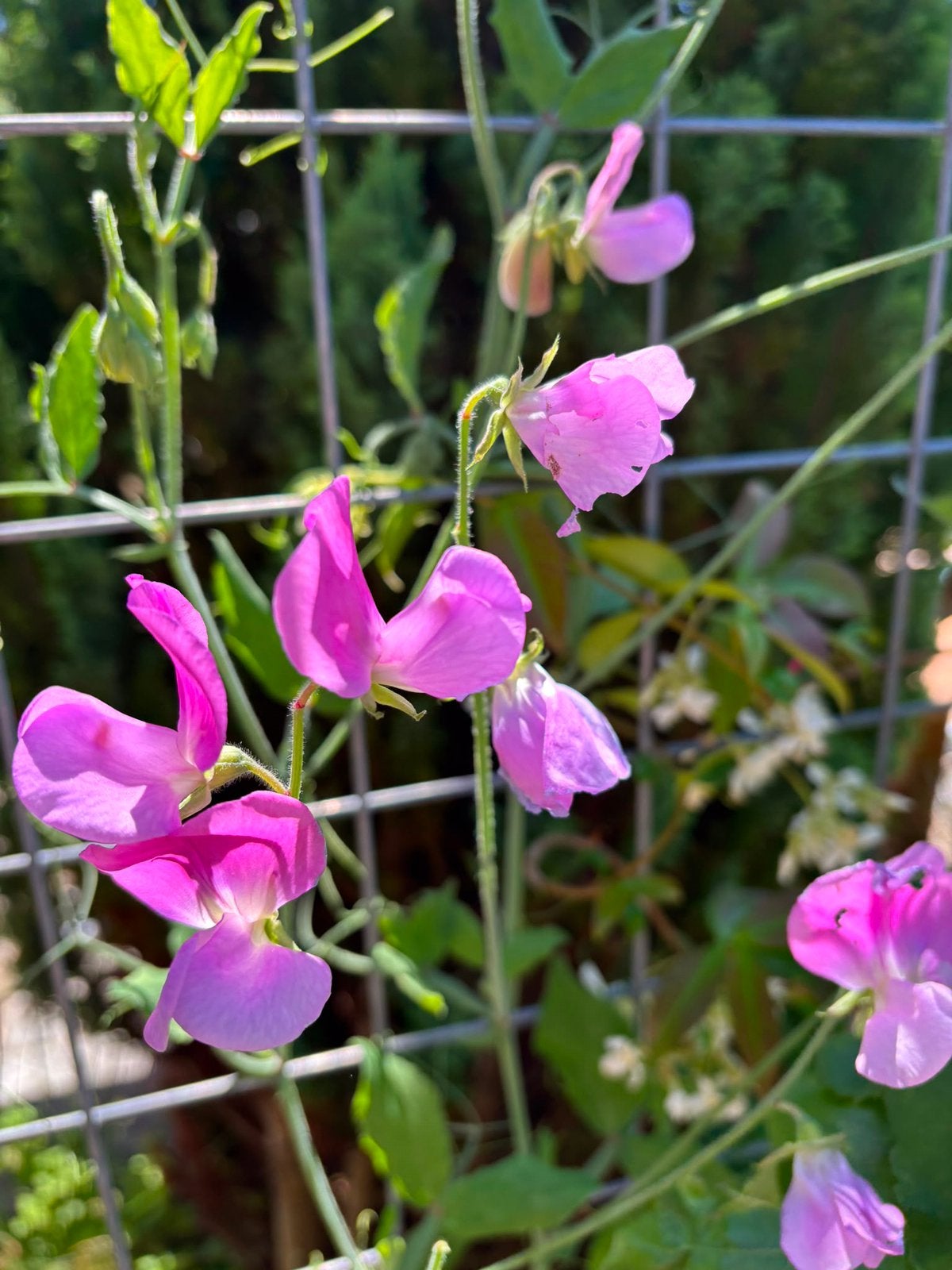 Zaden lathyrus roze, Ophalen of Verzenden, Volle zon
