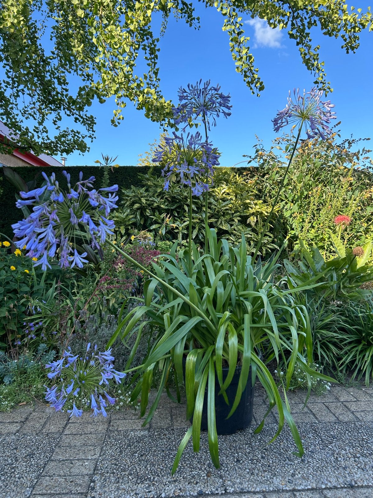 Agapanthus africanus - Afrikaanse Lelie in grote pot, Tuin en Terras, Volle zon, Vaste plant, Zomer, Ophalen