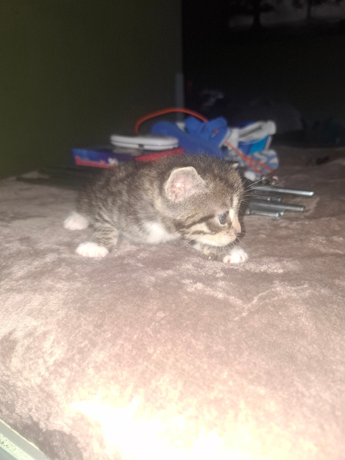 Kittens te koop!, Meerdere dieren