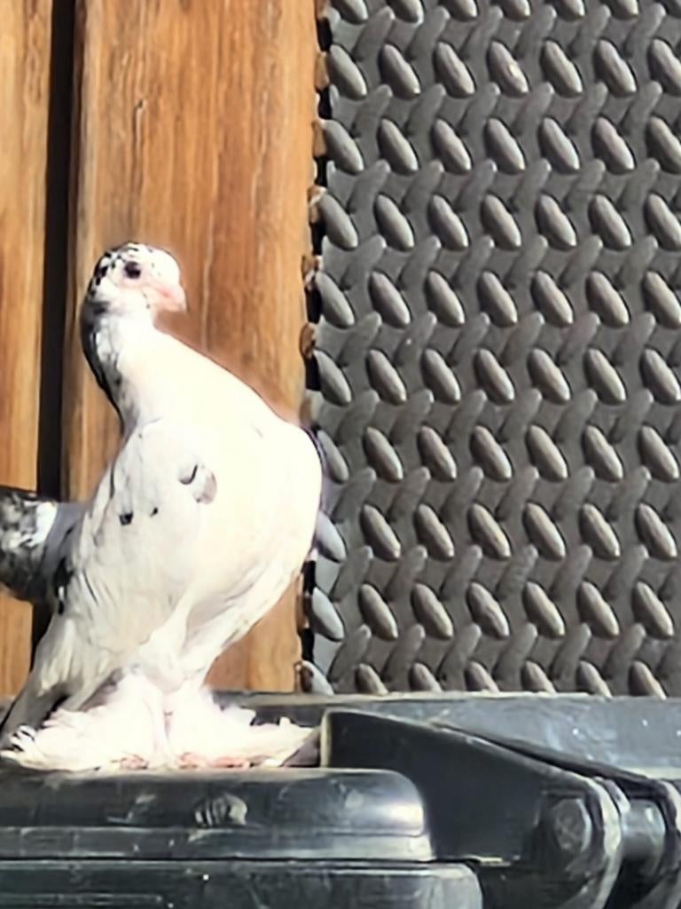 Russische duif, Dieren en Toebehoren, Meerdere dieren