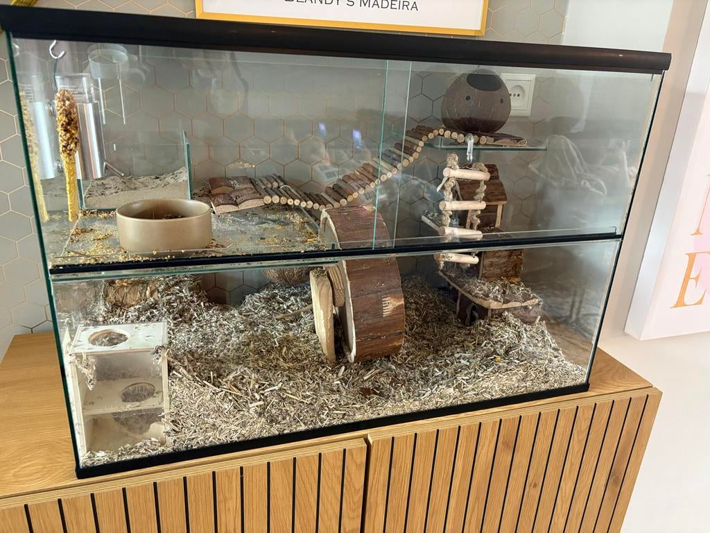 Hamsterkooi / gerbil hok van glas  (optioneel 2 Gerbils), Maart, Mannelijk, Overige typen, Tam