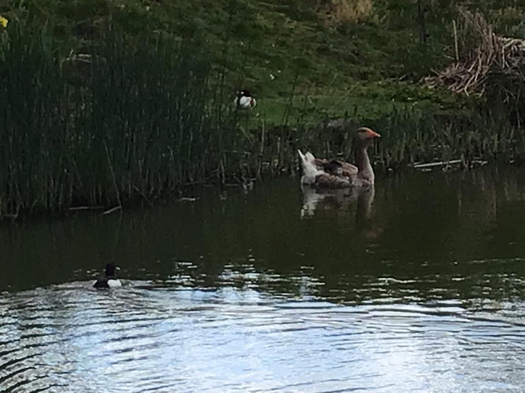 Te koop Toulouse gans, Dieren en Toebehoren, Pluimvee, Mannelijk, Gans of Zwaan
