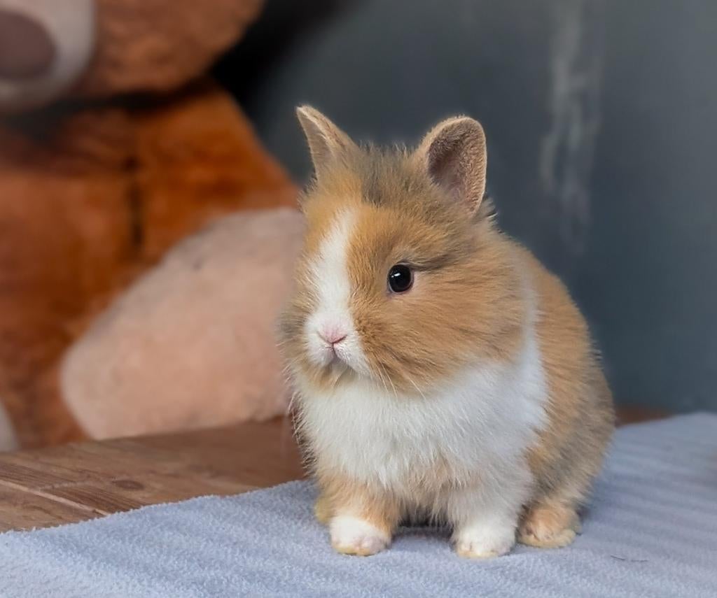 Schattige jonge dwerg konijntjes mogen het nestje verlaten, Meerdere dieren, Dwerg, 0 tot 2 jaar