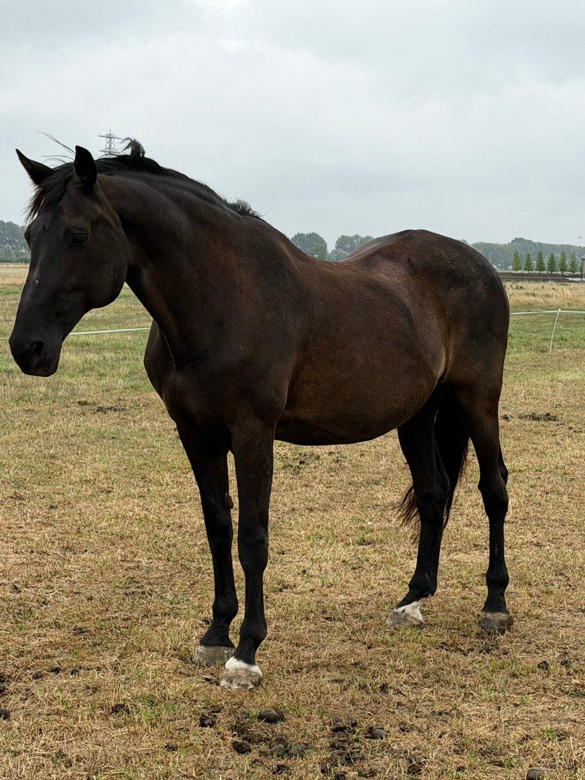 Lieve KWPN merrie M2 – zoekt gouden & liefdevol thuis ️, Dieren en Toebehoren, Paarden, Merrie, M, Dressuurpaard, 170 tot 175 cm