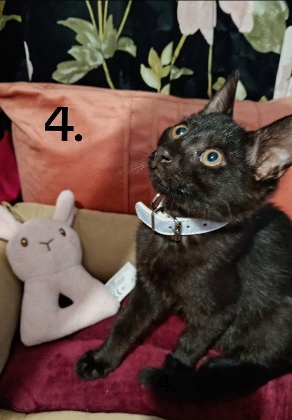 Kitten 13 weken, Dieren en Toebehoren, Meerdere dieren, 0 tot 2 jaar