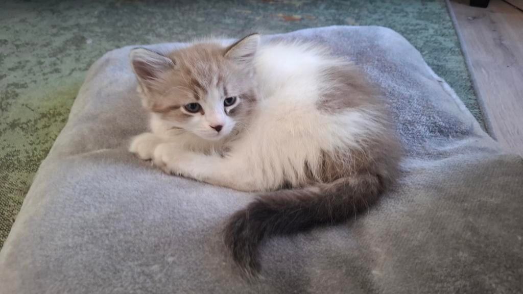 Kitten (poes) Siberische Neva Masquerade, Dieren en Toebehoren, Meerdere dieren, Ontwormd, 0 tot 2 jaar