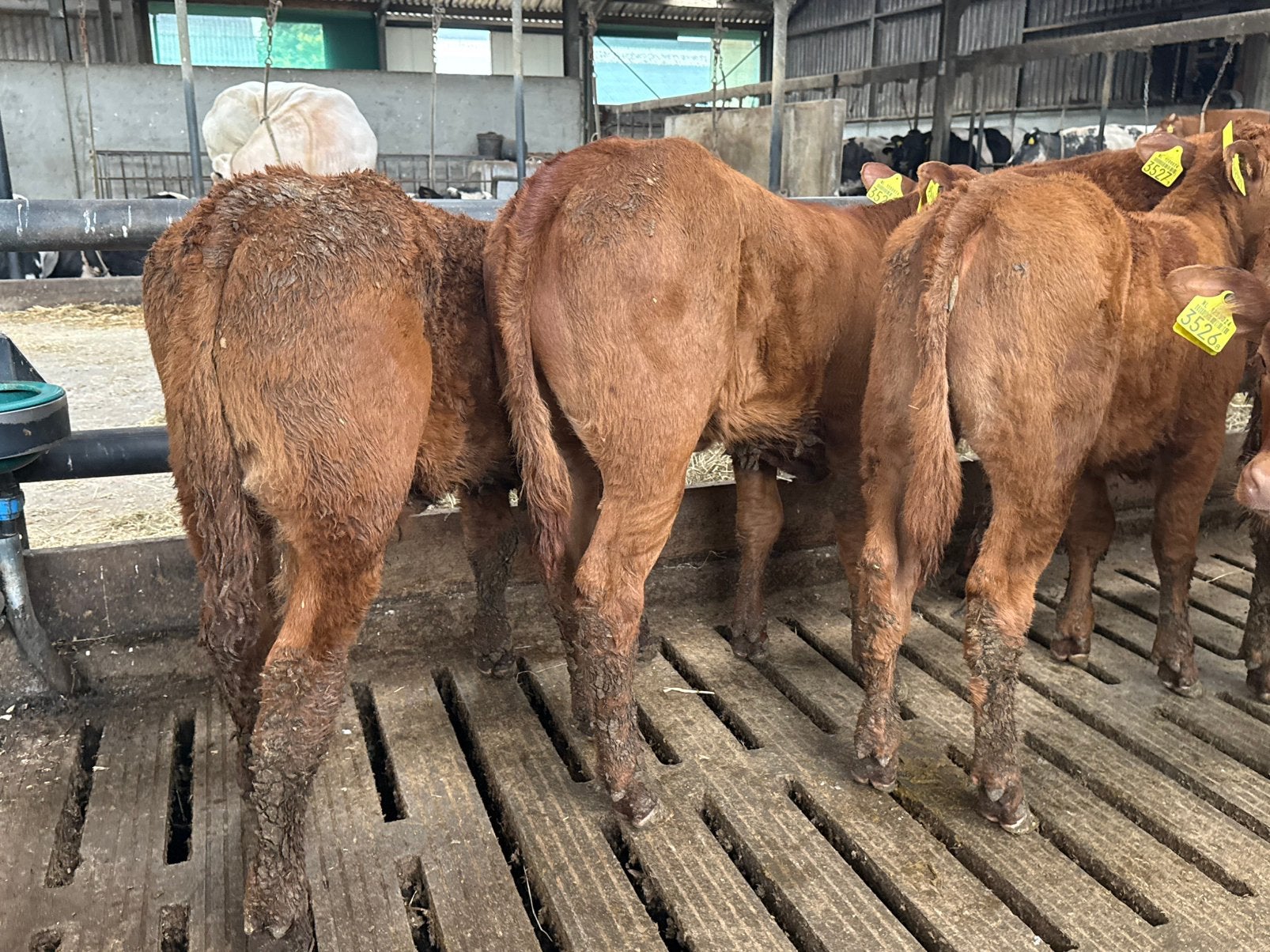 6 luxe limosine vaars en stier kalveren, Dieren en Toebehoren, Vrouwelijk
