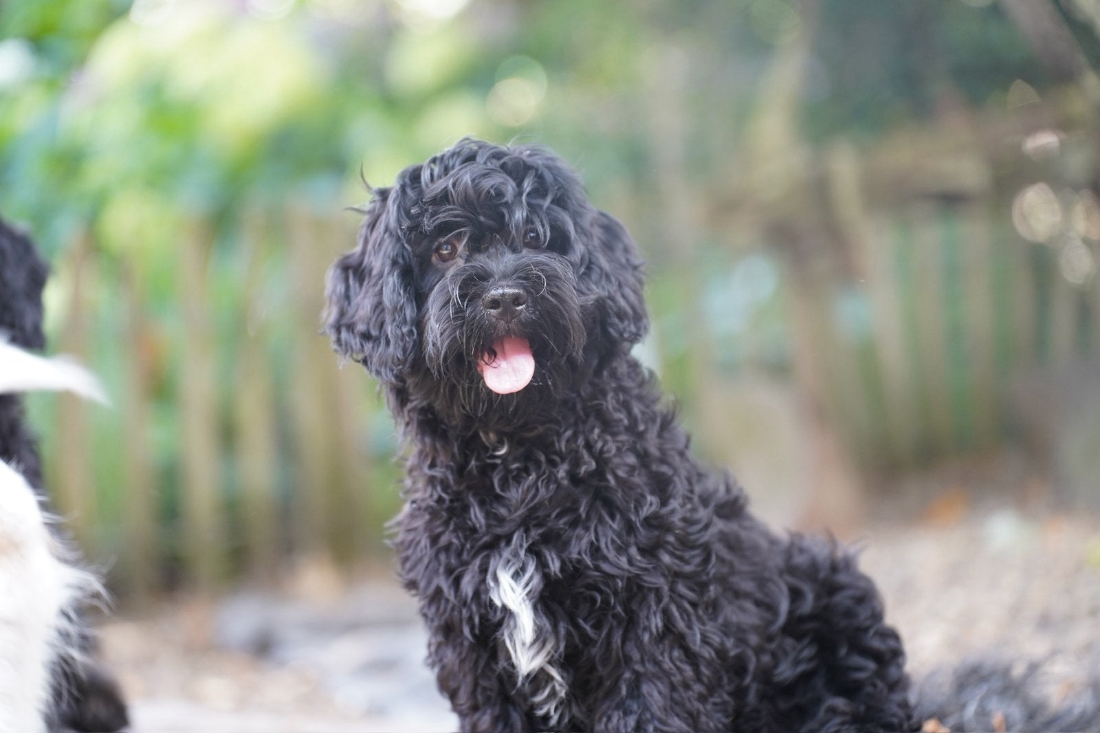 Boompoo pups | Boomer x Dwergpoedel, Parvo, Nederland, 15 weken tot 1 jaar, Meerdere
