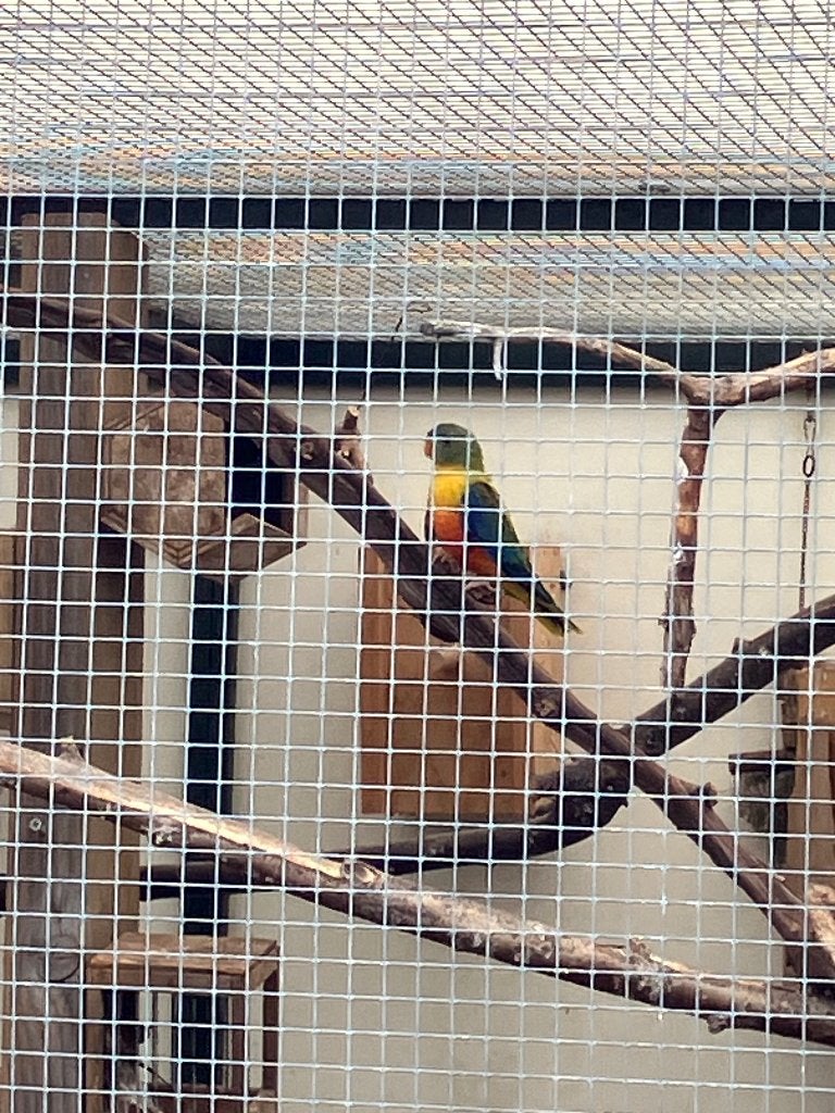 Turquoisine parkieten, Dieren en Toebehoren, Meerdere dieren, Parkiet